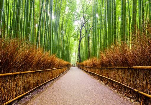 512x360_bamboopath