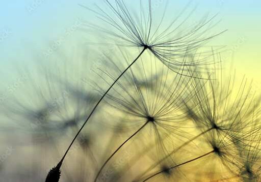 512x360_dandelion